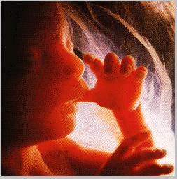 18 week old fetus